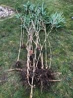Riet plantjes, Tuin en Terras, Planten | Tuinplanten, Volle zon, Vaste plant, Bloeit niet, Ophalen
