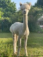 Schitterend jong alpaca hengst, Mannelijk
