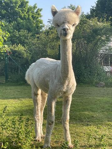 Schitterend jong alpaca hengst beschikbaar voor biedingen