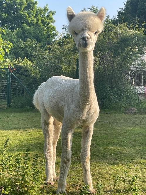 Schitterend jong alpaca hengst, Dieren en Toebehoren, Overige Dieren, Mannelijk