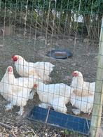 Brahma Lemon Pyle broedeieren, Meerdere dieren, Kip