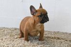 Chiots bouledogue français à vendre, 15 semaines à 1 an, Étranger, Hépatite contagieuse (maladie de Rubarth), Plusieurs animaux