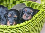 Dwergteckel pupje, Dieren en Toebehoren, Honden | Teckels en Dashonden, Meerdere, 8 tot 15 weken, België, Reu