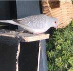 1 diamantduif, Dieren en Toebehoren, Vogels | Duiven