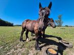 Belgisch trekpaard hengst(boerenpaad), Dieren en Toebehoren, Paarden, Minder dan 160 cm, 0 tot 2 jaar, Hengst, Tuigpaard
