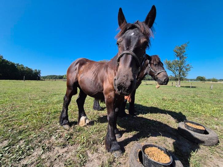 Belgisch trekpaard hengst(boerenpaad), Dieren en Toebehoren, Paarden, Hengst, Minder dan 160 cm, 0 tot 2 jaar, Tuigpaard, Ontwormd