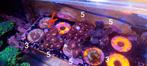 Zoa's en stylopora  koralen zeeaquarium, Dieren en Toebehoren, Overige typen, Zoutwatervis