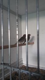 barmsijzen, Mannelijk, Wildzangvogel, Geringd
