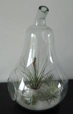 Glazen peer voor plantjes, Huis en Inrichting, Woonaccessoires | Vazen, Glas, Zo goed als nieuw, Ophalen