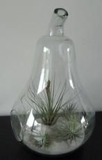 Glazen peer voor plantjes, Glas, Zo goed als nieuw, Ophalen