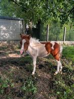 Lief merrieveulen te koop – Shetlander 🐴✨, Merrie, Niet van toepassing, Recreatiepony, 0 tot 2 jaar