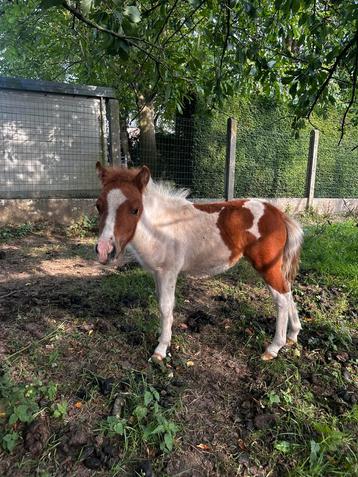 Lief merrieveulen te koop – Shetlander 🐴✨  beschikbaar voor biedingen
