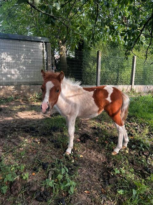 Lief merrieveulen te koop – Shetlander 🐴✨, Dieren en Toebehoren, Pony's, Merrie, Niet van toepassing, Recreatiepony, 0 tot 2 jaar