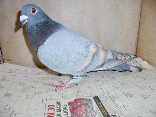 Koppel kleurpostduiven dominant opaal geband x reduced opaal, Dieren en Toebehoren, Vogels | Duiven
