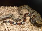 Bcc redtail boa lockaliteid suriname, Dieren en Toebehoren, Reptielen en Amfibieën, Slang, Tam, 3 tot 6 jaar