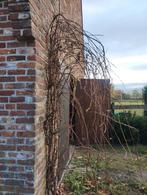 Gezocht iemand die mijn druivenlaar wil komen snoeien, Ophalen