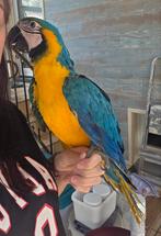 Ara ararauna eam mâle, Animaux & Accessoires, Oiseaux | Perruches & Perroquets, Mâle