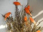 Kanarie rood, Dieren en Toebehoren, Vogels | Kanaries, Meerdere dieren, Kleurkanarie