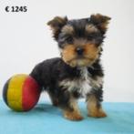 Yorkshire Terriër - chiots Belges à vendre, Commerçant, Yorkshire Terrier, 8 à 15 semaines, Plusieurs