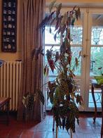 Begonia macule + decoratie, Jardin & Terrasse, Enlèvement