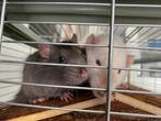 2 tamme ratjes, Dieren en Toebehoren, Knaagdieren, Rat, Mannelijk, Tam, Oktober