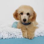 Dwergpoedel Enzo in de kleur abrikoos - zoekt baasje, Dieren en Toebehoren, Poedel, 15 weken tot 1 jaar, Buitenland, CDV (hondenziekte)