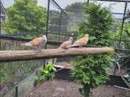 Tortelduifjes lachduiven, Dieren en Toebehoren, Vogels | Duiven, Meerdere dieren, Tortelduif