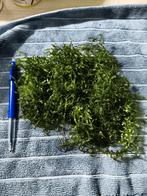 Javamos, Dieren en Toebehoren, Ophalen