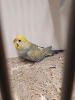 Regenboog grasparkieten, Femelle, Perruche, Bagué