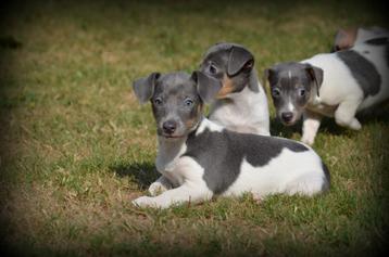 Jack Russell pups beschikbaar voor biedingen