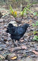 Poule ayam cemani, Ophalen