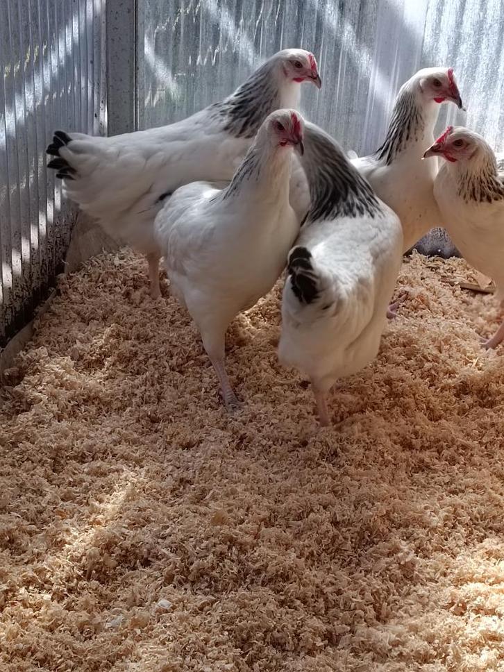 witte kippen sussex en witte leghorn direct eitjes, Dieren en Toebehoren, Pluimvee, Kip, Vrouwelijk