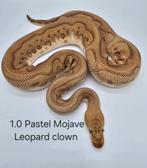 Pastave Leopard Clown, Dieren en Toebehoren, Slang, Tam, 3 tot 6 jaar