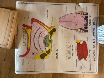 Oude schoolkaart beschikbaar voor biedingen