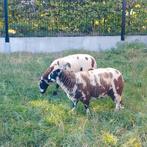 twee baggerbonte ooilammeren, Dieren en Toebehoren