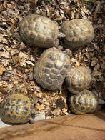 Landschildpadden TESTUDO HORSFIELDII, Animaux & Accessoires, Reptiles & Amphibiens