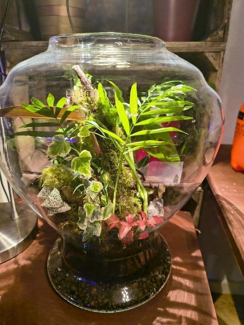 Plantenterrarium, Huis en Inrichting, Kamerplanten, Overige soorten, Minder dan 100 cm, Volledige schaduw, In pot, Ophalen