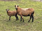 Kameroen schapen : Jonge ooien met lammetjes ooien, Femelle, Mouton, 0 à 2 ans