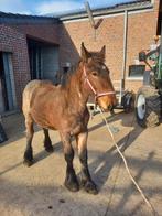 Poulain trait belge, Animaux & Accessoires, Poneys, Poney de récréation, Poney D (1.37 m à 1.48m), 0 à 2 ans, Vermifugé