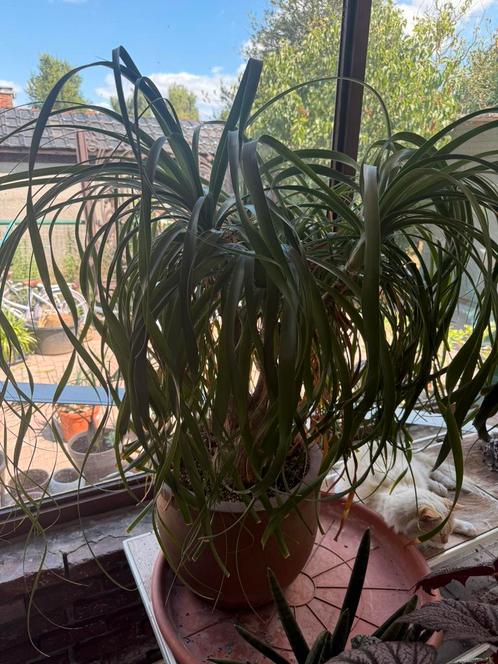 Olifanten poot Beaucarnea Flesseboom, Huis en Inrichting, Kamerplanten, Ophalen