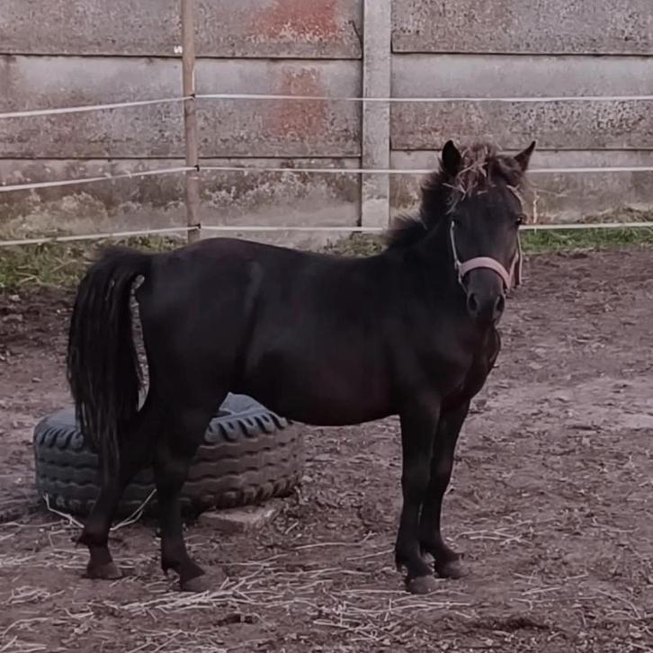 Zwart minipaard met lichte manen 3 jaar, Dieren en Toebehoren, Pony's, Hengst, 3 tot 6 jaar