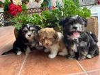 Havanezer pups 💖💖💖, Dieren en Toebehoren, 15 weken tot 1 jaar, Overige rassen, Buitenland, CDV (hondenziekte)