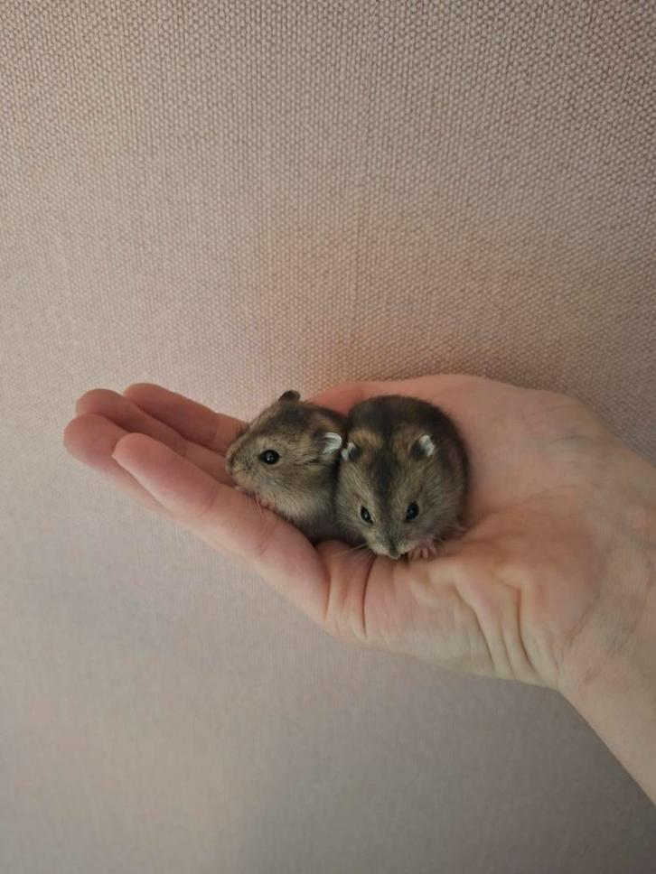 2 wildkleur russische dwerghamsters te reserveren, Dieren en Toebehoren, Knaagdieren, Meerdere dieren, Hamster, Januari, Tam