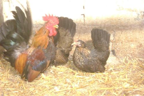 Chabo Patrijs : Haan + 3 hennen, Dieren en Toebehoren, Pluimvee, Kip, Meerdere dieren