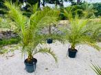 ️🏝️ Phoenix Canariensis-Koninklijke Palmentuin- LEVERING🚛, Ophalen of Verzenden, Winter, In pot, Olijfboom