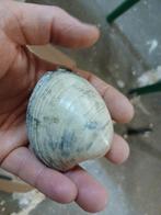 Pygocardia schelp deurganckdok, Enlèvement ou Envoi