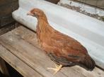 jong hennetje (bruin), Dieren en Toebehoren, Pluimvee, Vrouwelijk, Kip