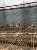 Jonge diamantduifjes te koop, Dieren en Toebehoren, Vogels | Overige Vogels, Geslacht onbekend