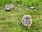 NHD KOPPEL, Dieren en Toebehoren, Konijnen, Meerdere dieren, Dwerg, Hangoor, 0 tot 2 jaar