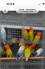 Groen opaline dilute, Animaux & Accessoires, Plusieurs animaux, Perroquet nain ou Inséparable, Bagué